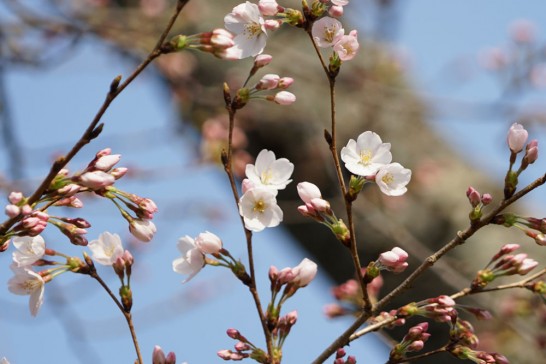 田川市　丸山公園　桜-開花